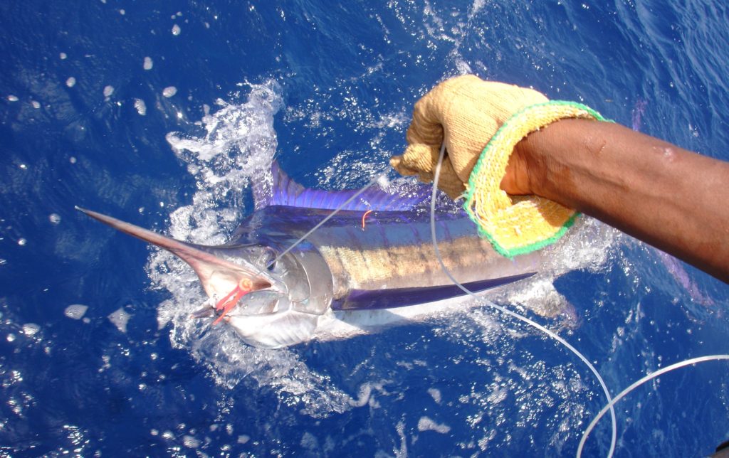 Night Trolling for Broadbill - Pemba Channel Fishing CLub