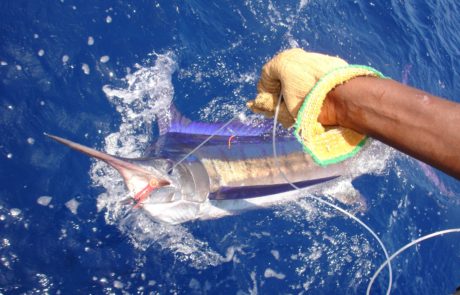 Night Trolling for Broadbill - Pemba Channel Fishing CLub