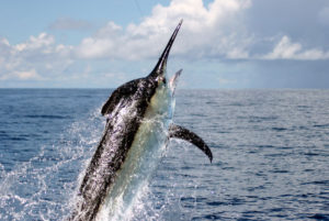 Black Marlin - Pemba Channel Fishing Club