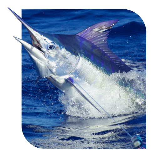 Blue Marlin Fishing - Pemba Channel Fishing Club
