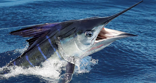 Striped Marlin - Pemba Channel Fishing Club