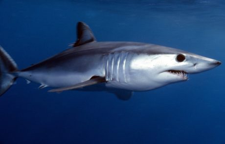 shortfin mako shark - Pemba Channel Fishing Club