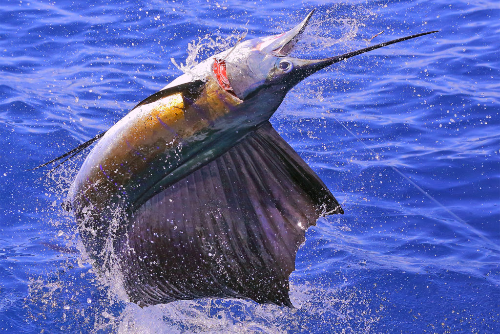 Sailfish Fishing - Pemba Channel Fishing CLub