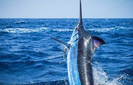 Sea Mountain Trips - Pemba Channel Fishing CLub