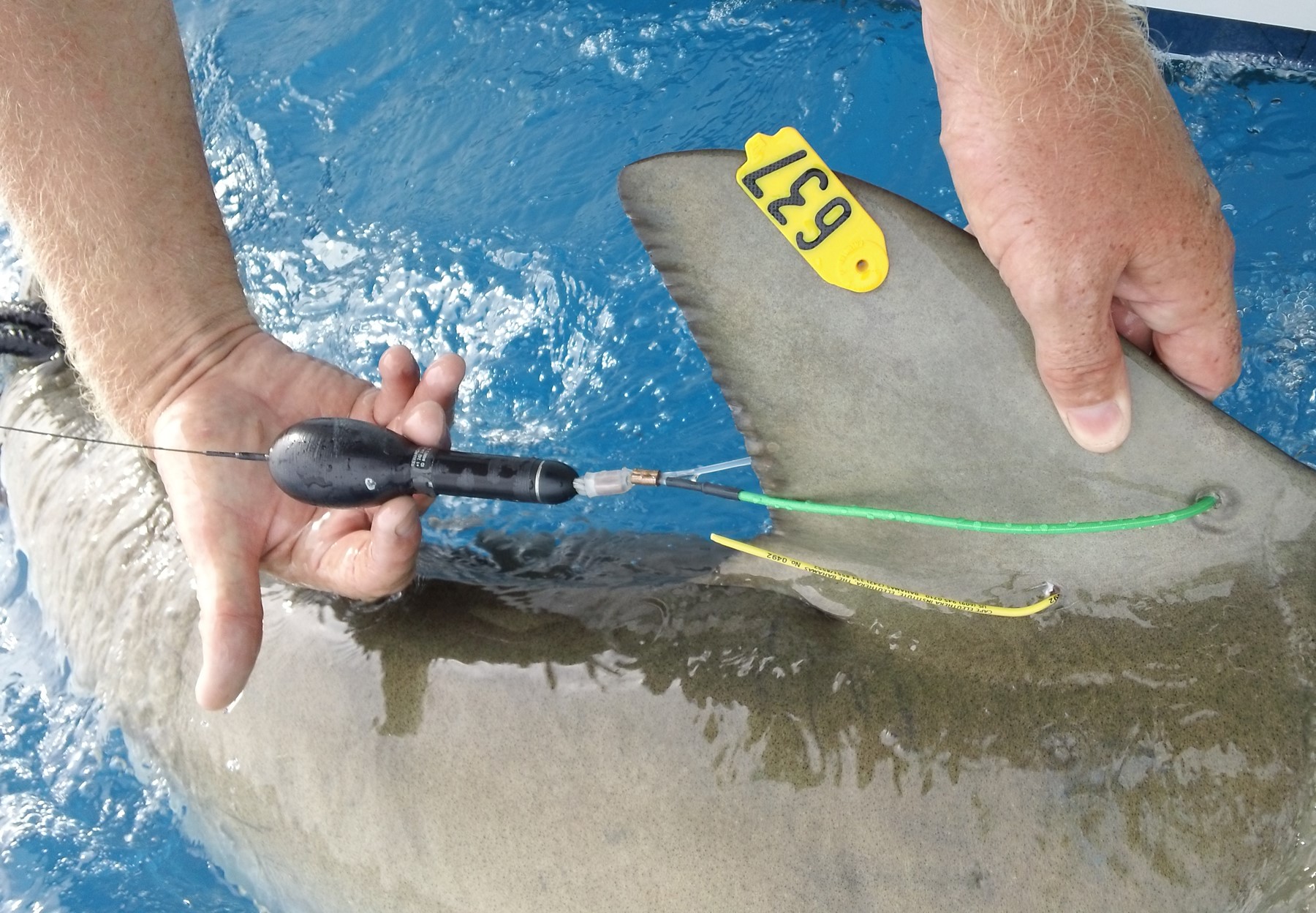 Tag and Release Program - tagged & released shark