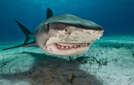 Tiger Sharks - Pemba Channel Fishing Club